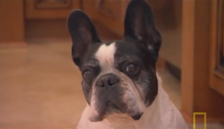 TheDogWhisperer_S03E02-133.jpg